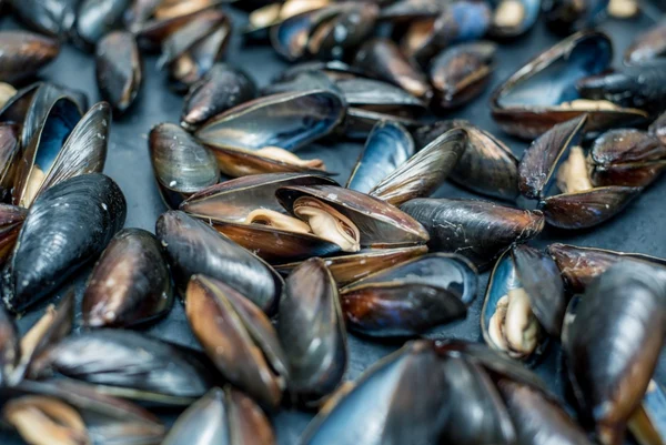 Живые мидии