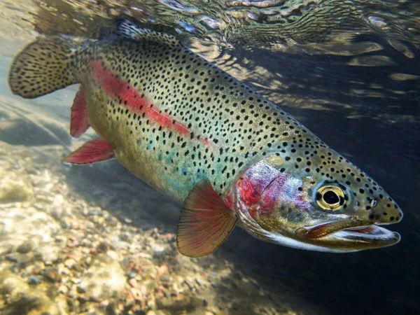 Живая форель