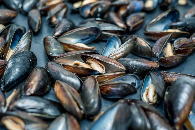 Живые мидии